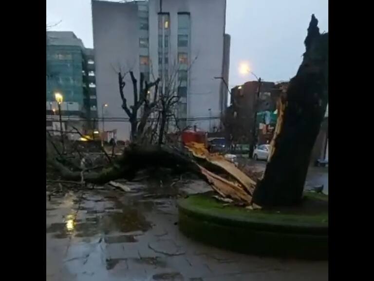Insólito: tala de árbol aplastó y destruyó un busto de Simón Bolívar en parque de Concepción
