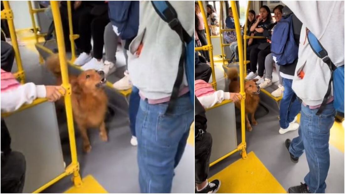 Lucas, el perro que suma y resta