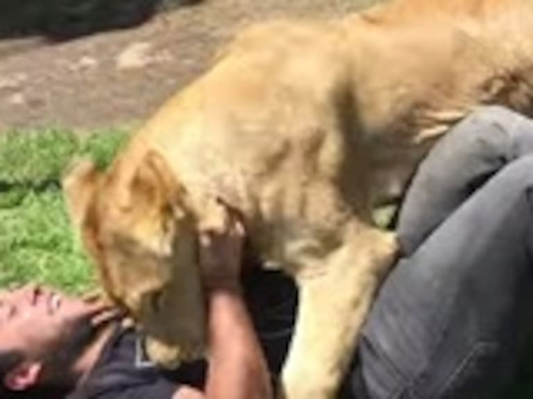 Así juega y abraza esta leona al hombre que la crió