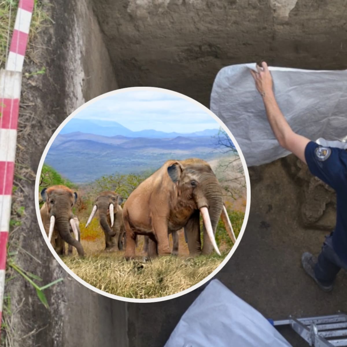 Tienen más de 12 mi años: jefe de la excavación explica importancia del hallazgo de los restos de gonfoterio en Tagua Tagua