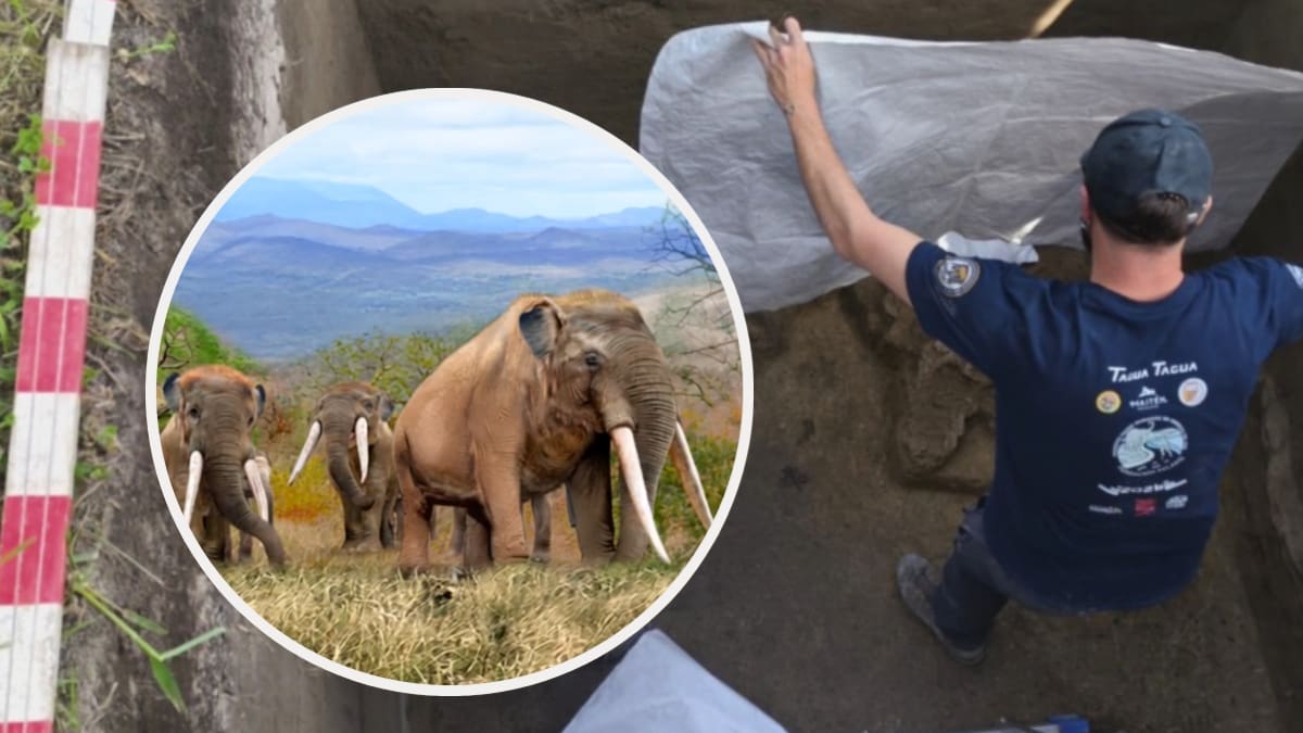 Tienen más de 12 mi años: jefe de la excavación explica importancia del hallazgo de los restos de gonfoterio en Tagua Tagua
