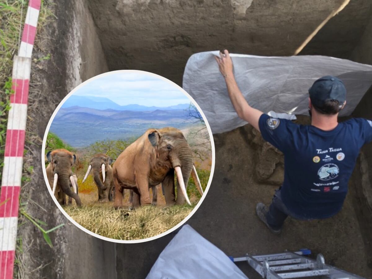 Tienen más de 12 mi años: jefe de la excavación explica importancia del hallazgo de los restos de gonfoterio en Tagua Tagua