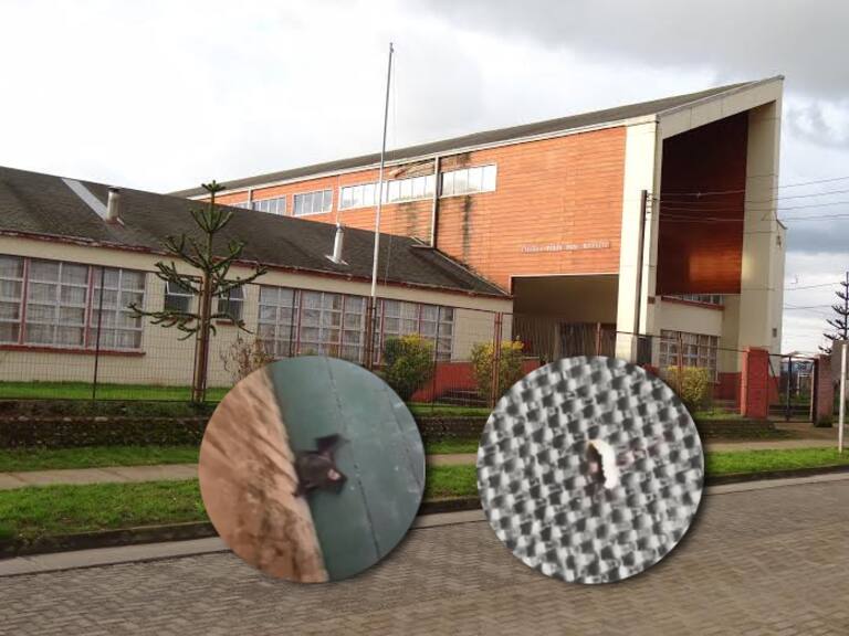 Clases suspendidas en Escuela Pampa Ríos de Río Bueno tras hallazgo de murciélago y larvas