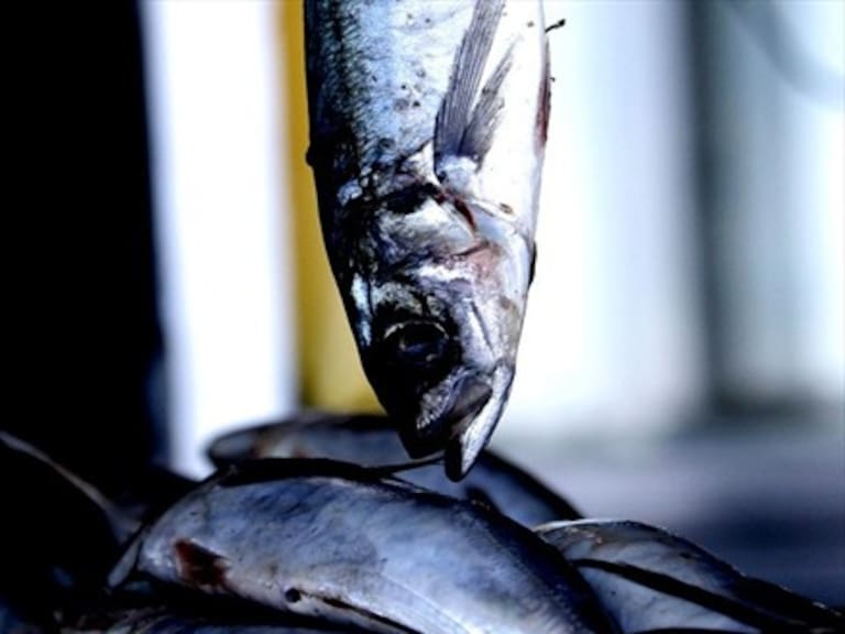 El 70% de los recursos pesqueros de Chile está sobreexplotado o en colapso