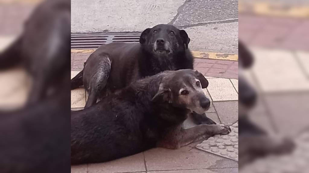Perros Valdivia
