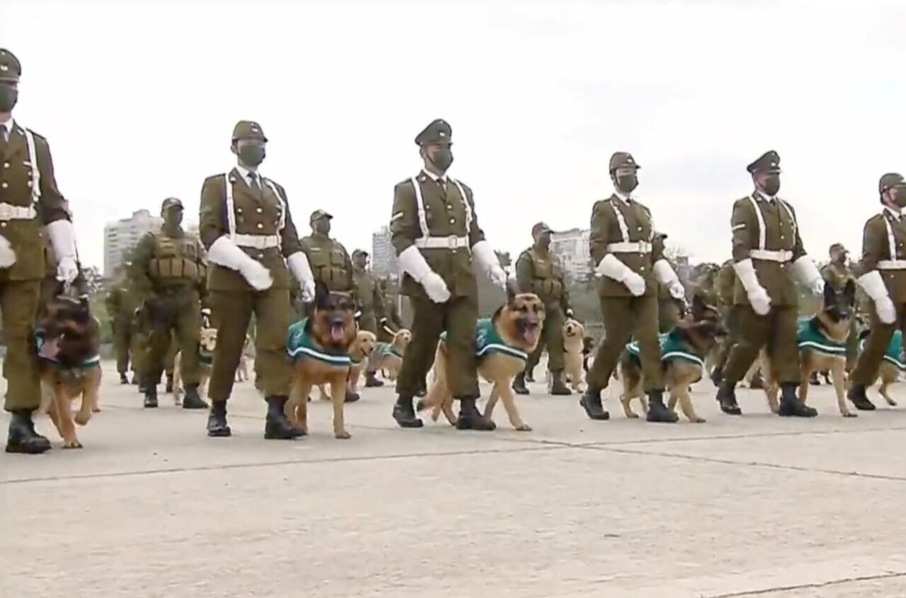 Perros en Parada Militar | Transmisión oficial