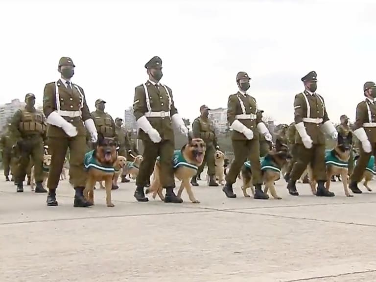 Perros en Parada Militar | Transmisión oficial