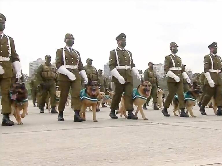 Perros en Parada Militar | Transmisión oficial