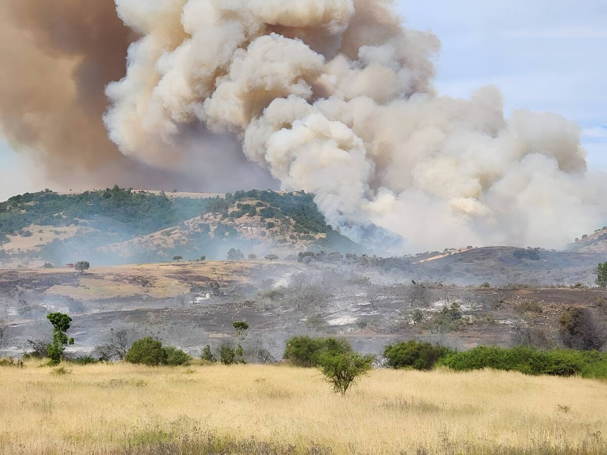 Senapred declara Alerta Roja por incendio forestal en Paredones, región de O’higgins: llamas se acercan a viviendas