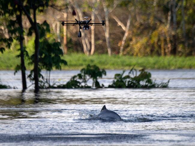 Delfín del Amazonas