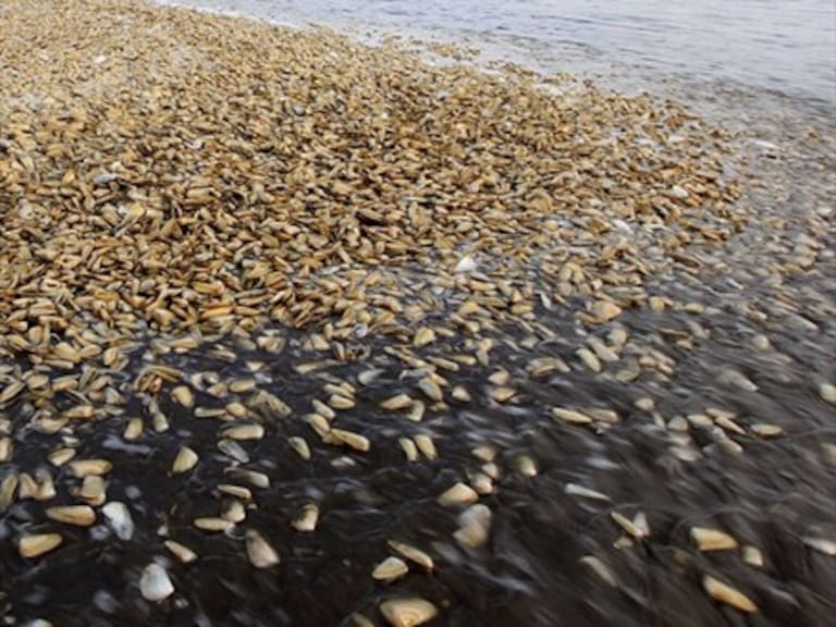 Armada confirma varazón de medusas en playas de Cucao en Chiloé
