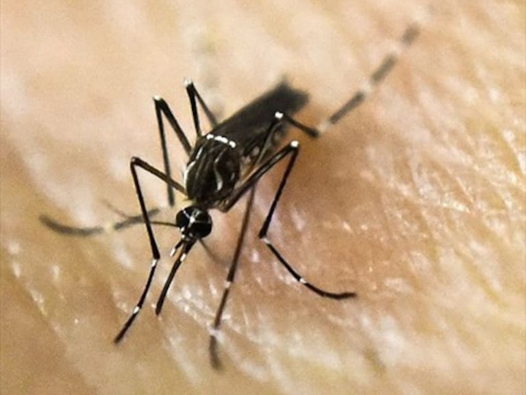 Ejército despliega operativo para cazar a mosquito del dengue en Iquique