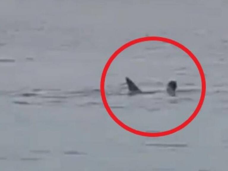 Escalofriante: Captan perturbador video cuando tiburón devora a joven ruso