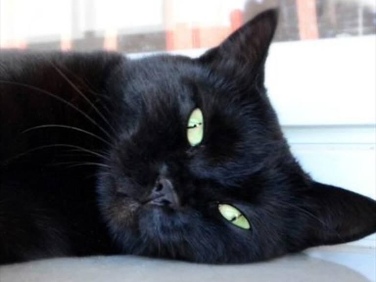 Mujer mata a su gato en la lavadora y lo compartió en su perfil