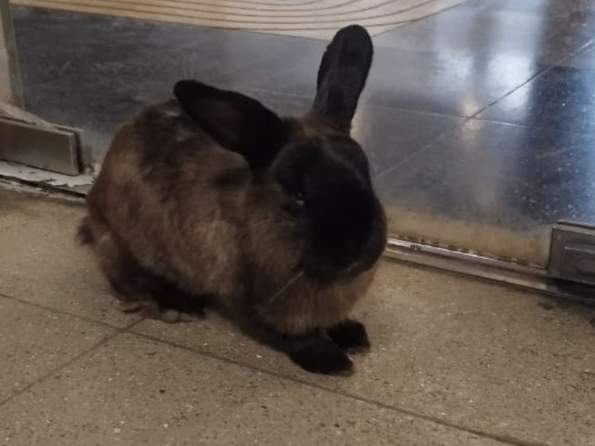 “Rin Rin” tuvo un final feliz: la emocionante historia del conejo olvidado en Metro de Santiago