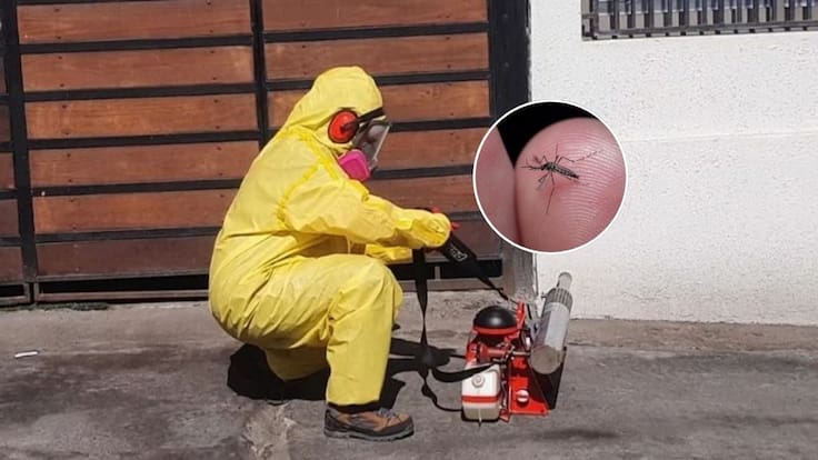 Preocupación en Antofagasta: Seremi confirma 10 focos del mosquito transmisor del dengue