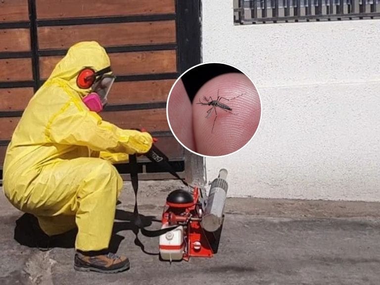 Preocupación en Antofagasta: Seremi confirma 10 focos del mosquito transmisor del dengue