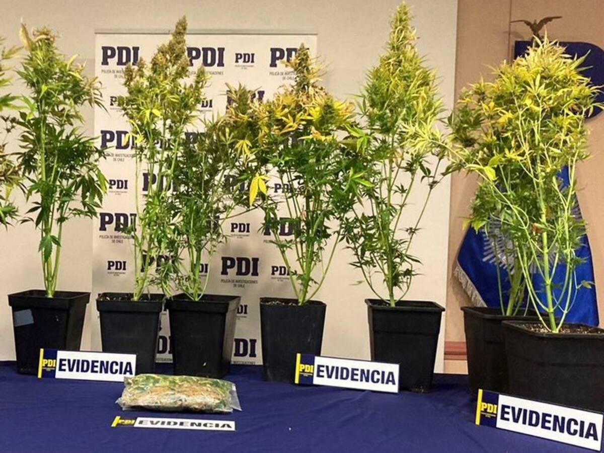 Punta Arenas: incautan casi cuatro millones de pesos de cannabis a granel