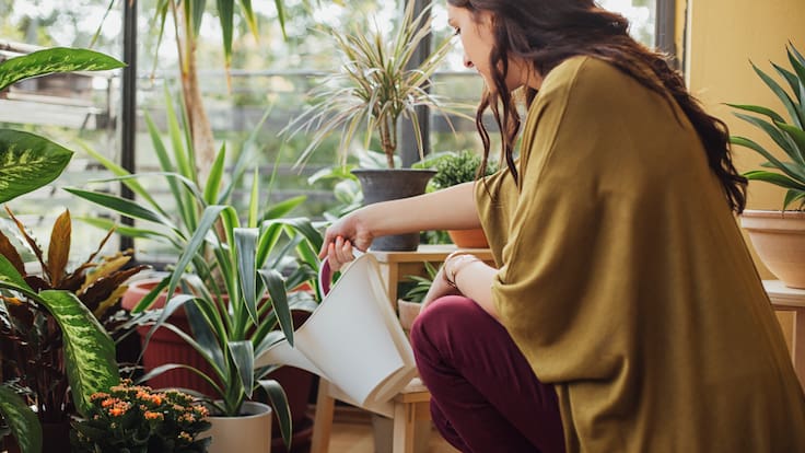 ¿Se te mueren todas las plantas? Estos son los errores más comunes y cómo evitarlos
