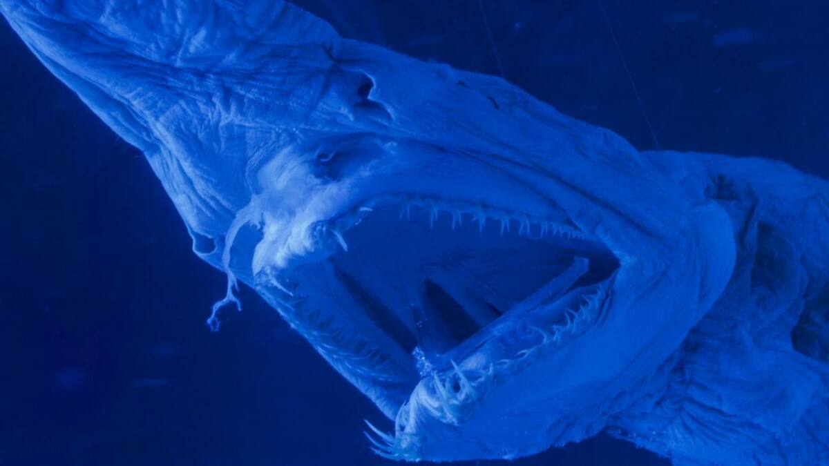 Filman por primera vez al “tiburón más feo del mundo”: hito para la ciencia marina