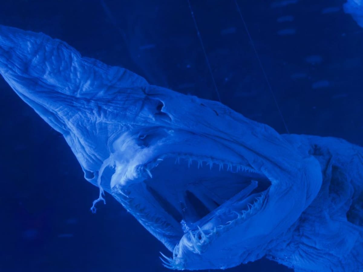 Filman por primera vez al “tiburón más feo del mundo”: hito para la ciencia marina