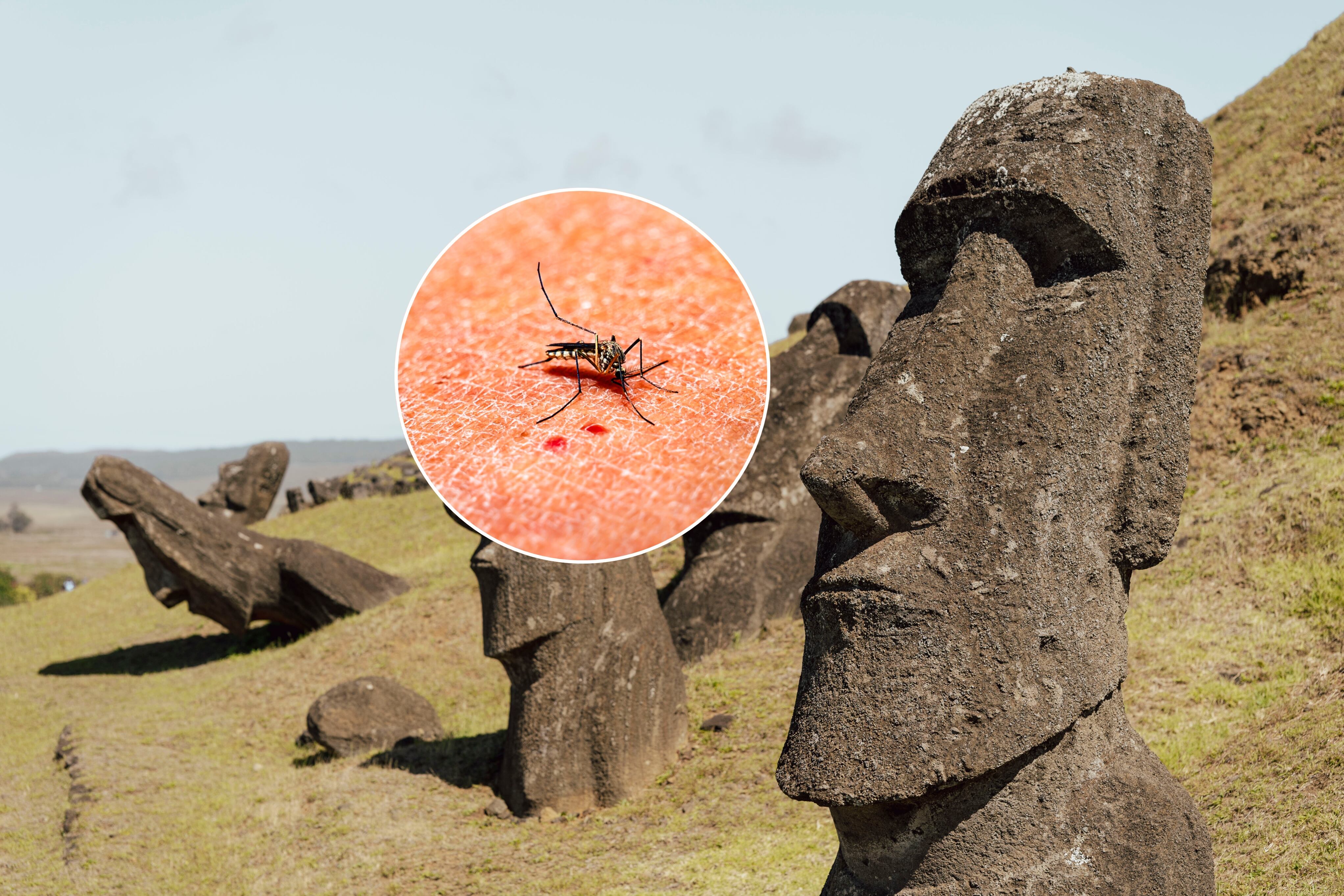 Aumentan a cuatro los casos de dengue en Rapa Nui
