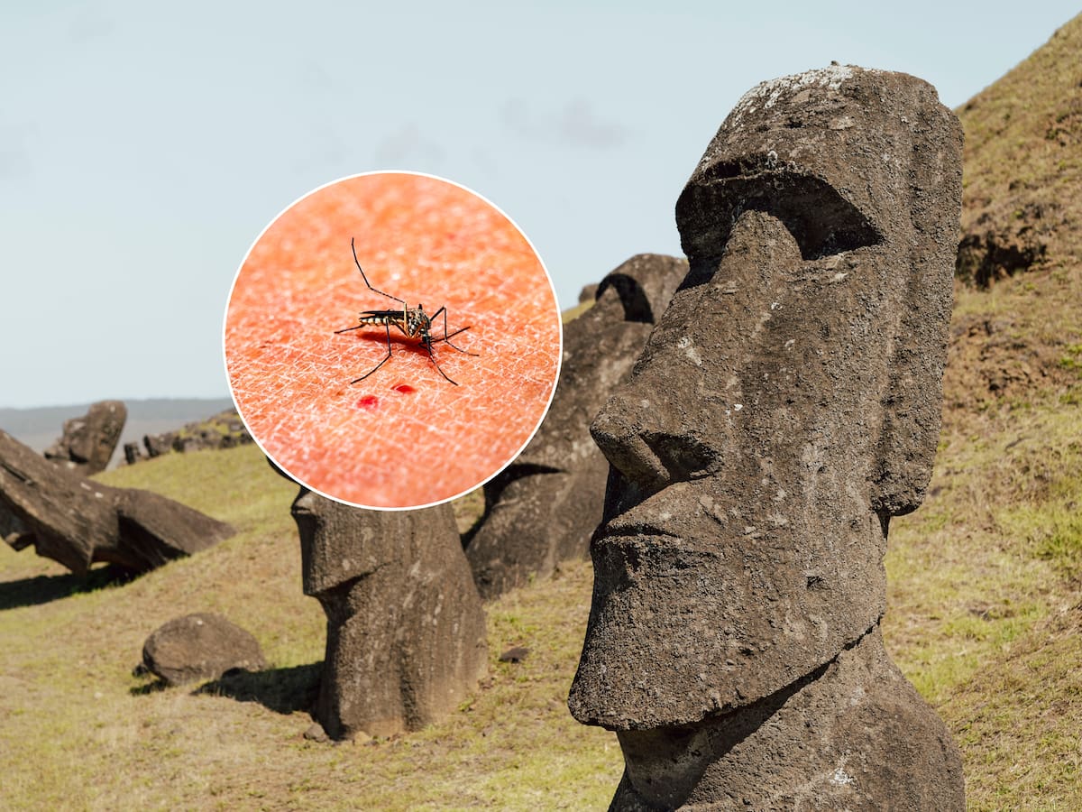 Aumentan a cuatro los casos de dengue en Rapa Nui y refuerzan control sanitario
