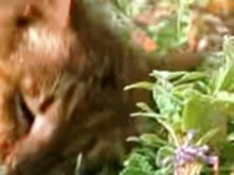 Así funciona el catnip, la droga de los gatos