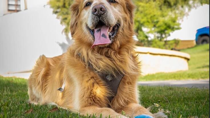 De lobos salvajes al mejor amigo del hombre: así comenzó la relación entre perros y humanos hace más de 15 mil años