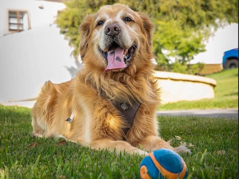 De lobos salvajes al mejor amigo del hombre: así comenzó la relación entre perros y humanos hace más de 15 mil años