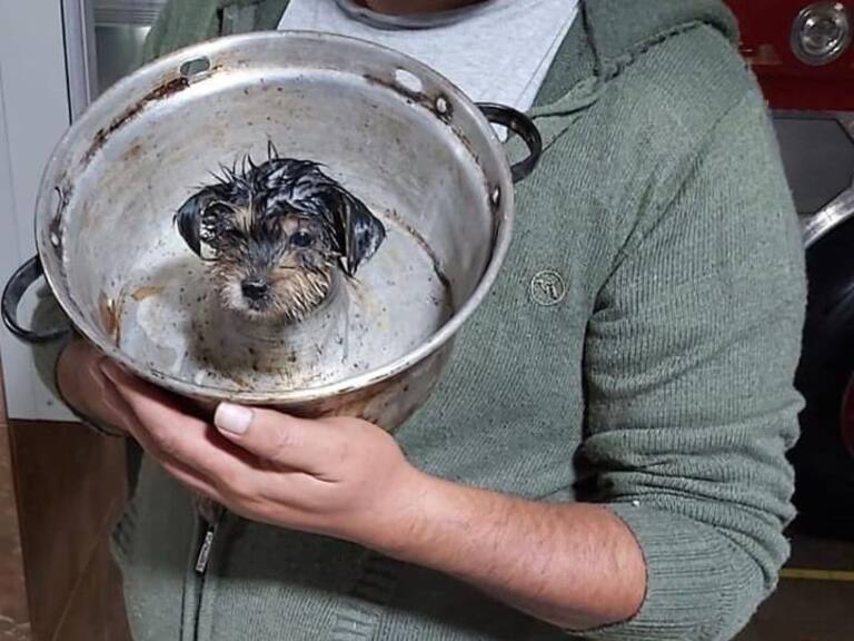 Bomberos rescató a perrito atrapado en un molde de queque