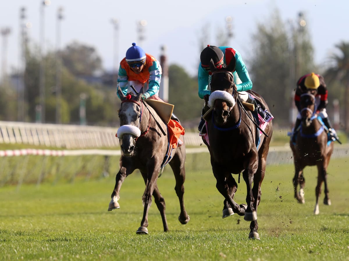 Ministerio de Hacienda solicita investigación por suplantación de un caballo propiedad de Kike Morandé