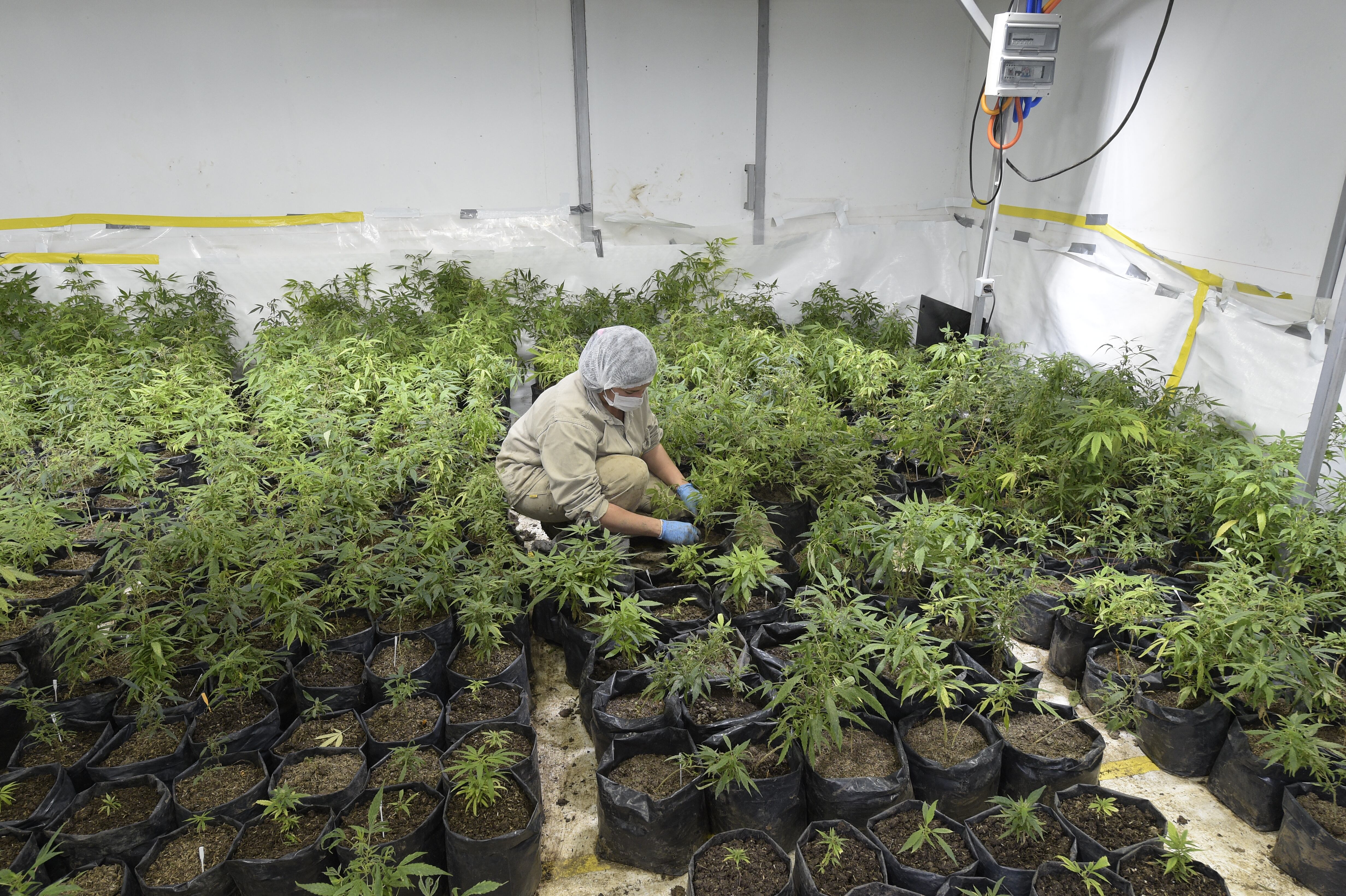 Un empleado trabaja en un invernadero de plantas de marihuana cerca de Empalme Olmos, departamento de Canelones, Uruguay. Getty Images
