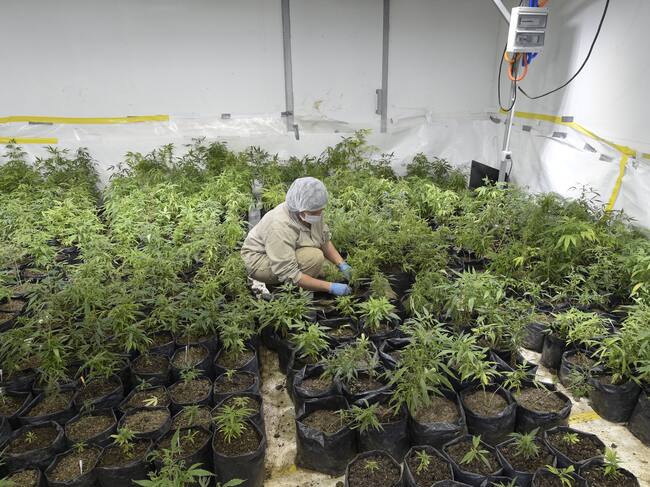 Un empleado trabaja en un invernadero de plantas de marihuana cerca de Empalme Olmos, departamento de Canelones, Uruguay. Getty Images