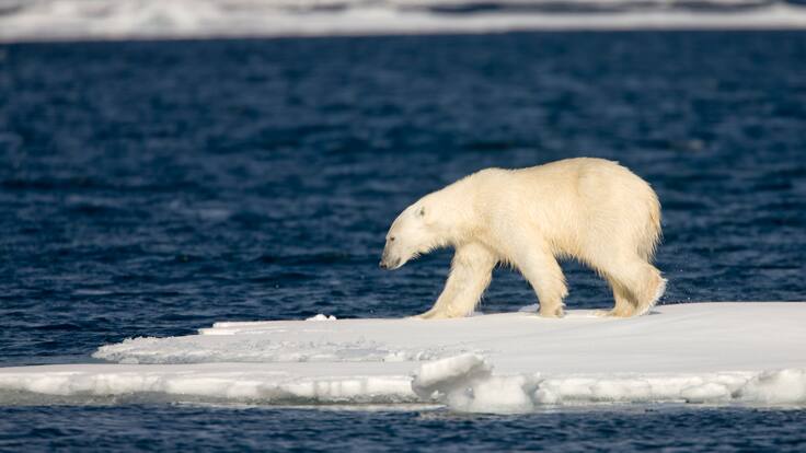 Termómetro sube pese al negacionismo climático: el Ártico registra su año más caluroso desde 1900