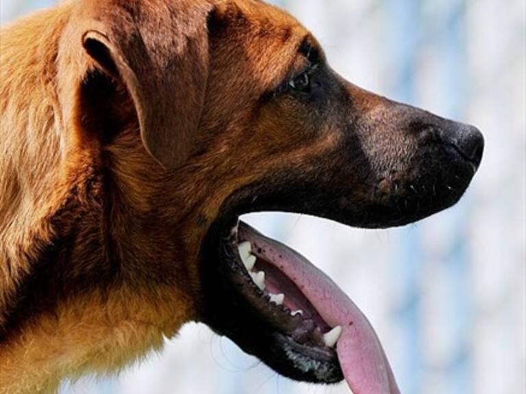 Cuarenta y seis perros fueron rescatados de un granja faenadora en Corea del Sur