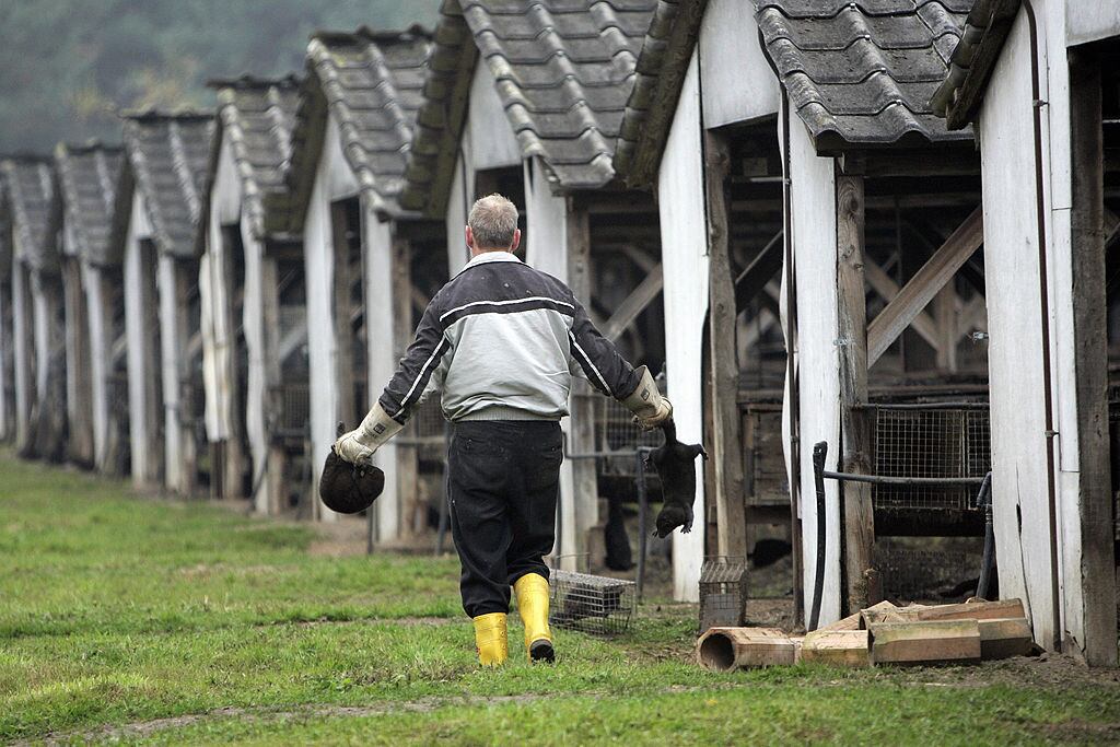 trabajador de granja fiebre Q