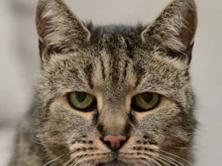 Falleció el gato más viejo del mundo