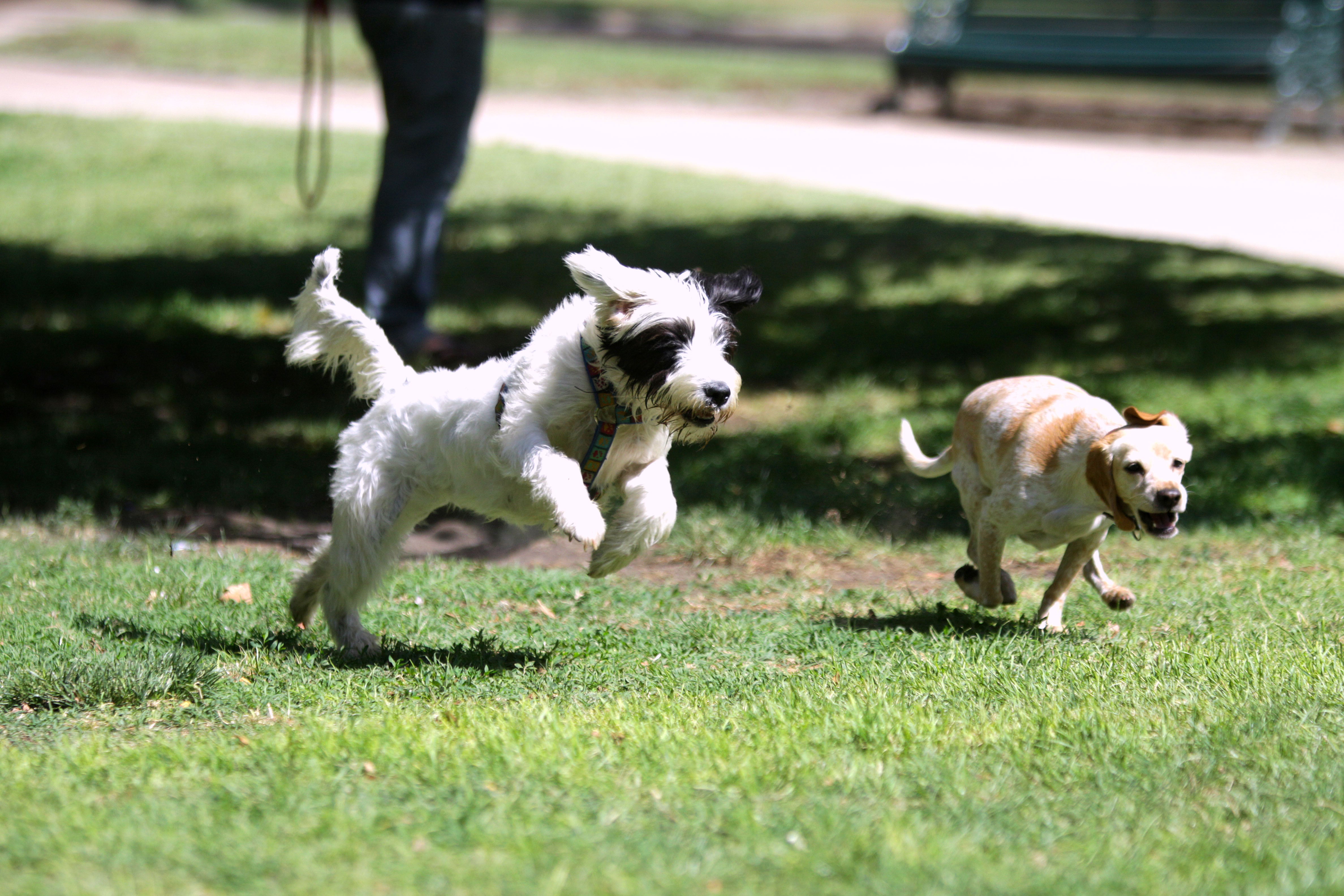 28 de Enero de 2012/SANTIAGO
La agrupación Adopta Una Vida (www.adoptaunavida.cl) realizo esta mañana en Parque Bustamante , una jornada de adopción exclusivamente para perros adultos.
FOTO:CRISTOBAL ESCOBAR/AGENCIAUNO