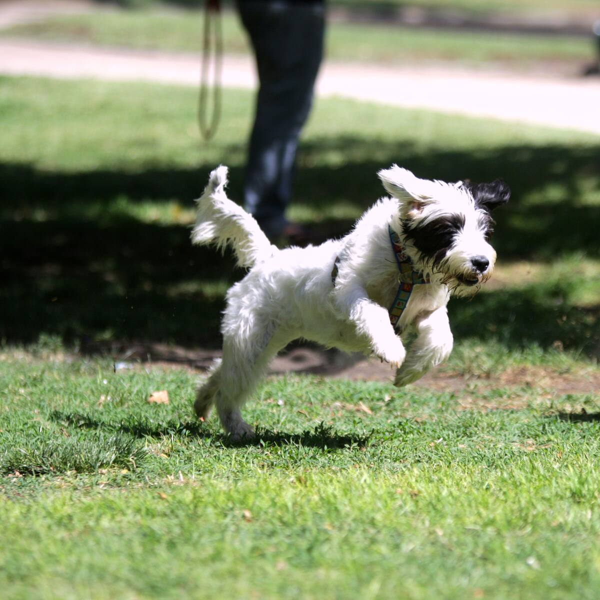 Chile estrena mapa nacional para encontrar parques para perros: plataforma ya reúne cerca de 130 espacios