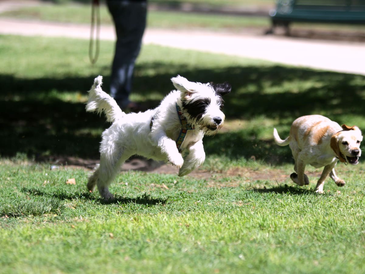 Chile estrena mapa nacional para encontrar parques para perros: plataforma ya reúne cerca de 130 espacios