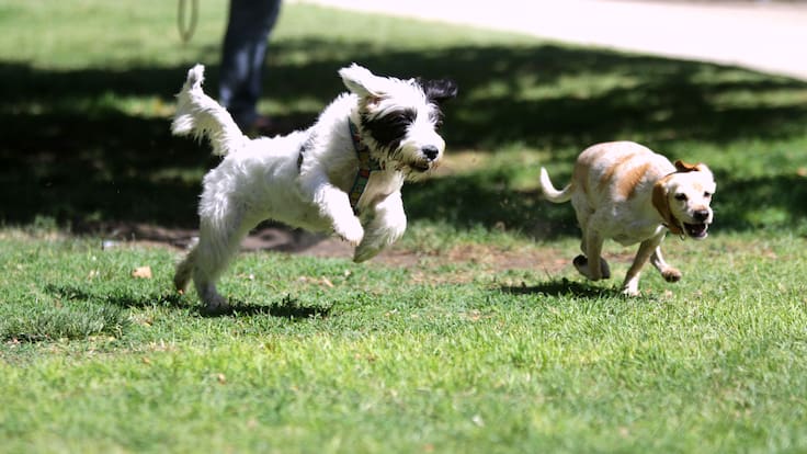 Chile estrena mapa nacional para encontrar parques para perros: plataforma ya reúne cerca de 130 espacios