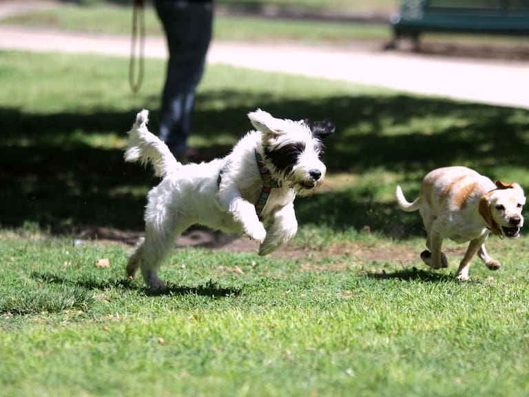 28 de Enero de 2012/SANTIAGO
La agrupación Adopta Una Vida (www.adoptaunavida.cl) realizo esta mañana en Parque Bustamante , una jornada de adopción exclusivamente para perros adultos.
FOTO:CRISTOBAL ESCOBAR/AGENCIAUNO