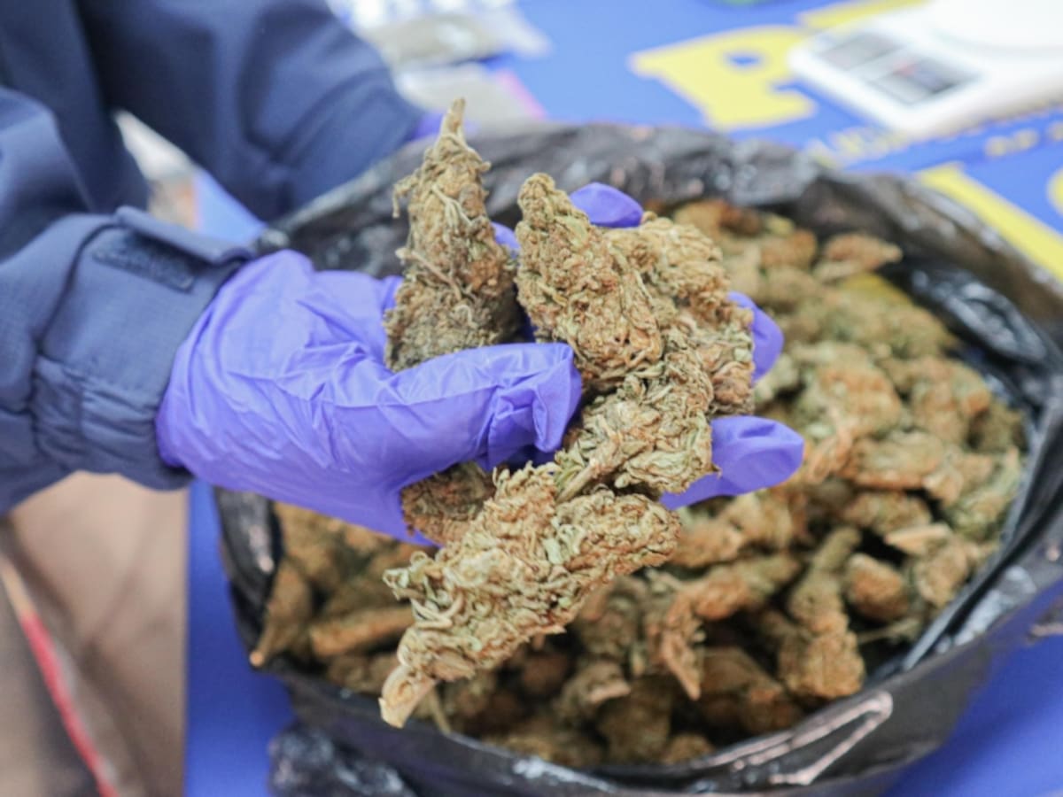PDI desbarata banda criminal dedicada al tráfico de drogas en la provincia de Malleco