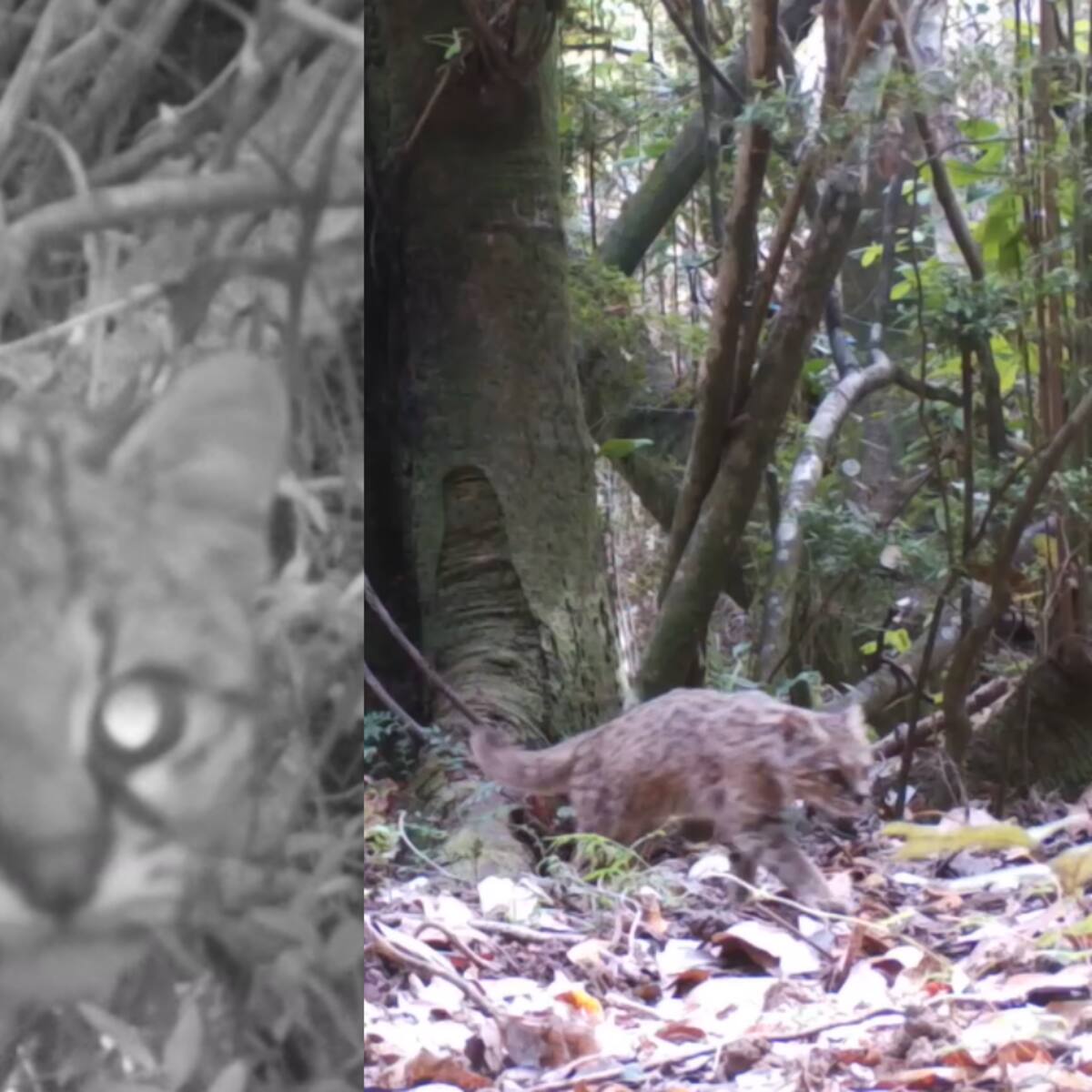 Es una especie en estado vulnerable: cámara registra a gato güiña en reserva nacional