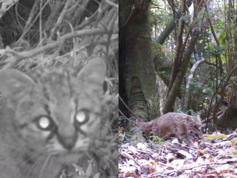 Es una especie en estado vulnerable: cámara registra a gato güiña en reserva nacional