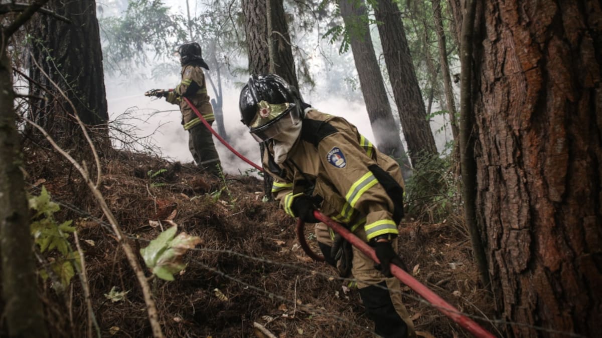 Incendios forestales en Chile: hectáreas afectadas aumentaron 244% respecto a la temporada anterior