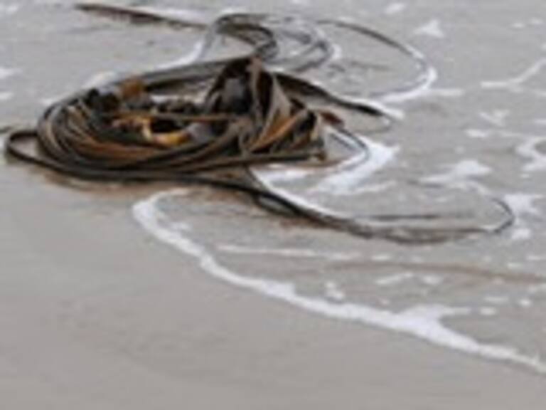 Encuentran el cuerpo de hombre que cayó al mar por marejadas