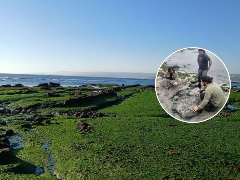 Confirman presencia de dinosaurios en zona de Chile donde nadie los esperaba: el lugar está en riesgo