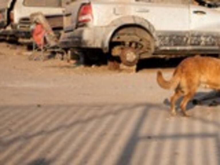 Médico cree que la leche de perra salvó la vida a niño de dos años